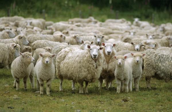 Судебные приставы Башкирии арестовали отару овец у должника